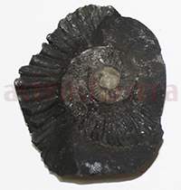 Shaligram 10777 25gm